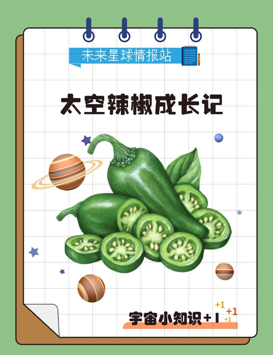 中国空间站种菜实验：太空辣椒长得怎么样的简单介绍